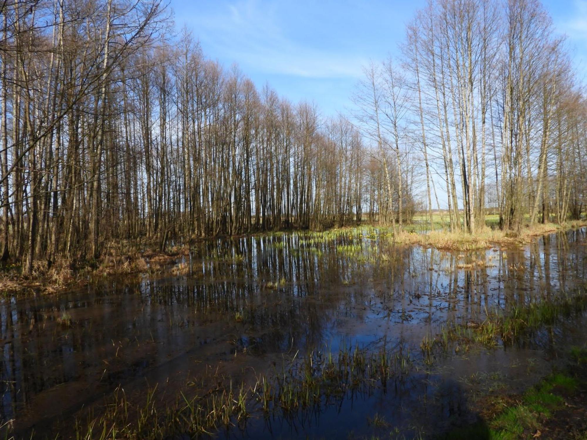 Noclegi nad Biebrzą Stara Szkoła Wrocen Zewnętrze zdjęcie