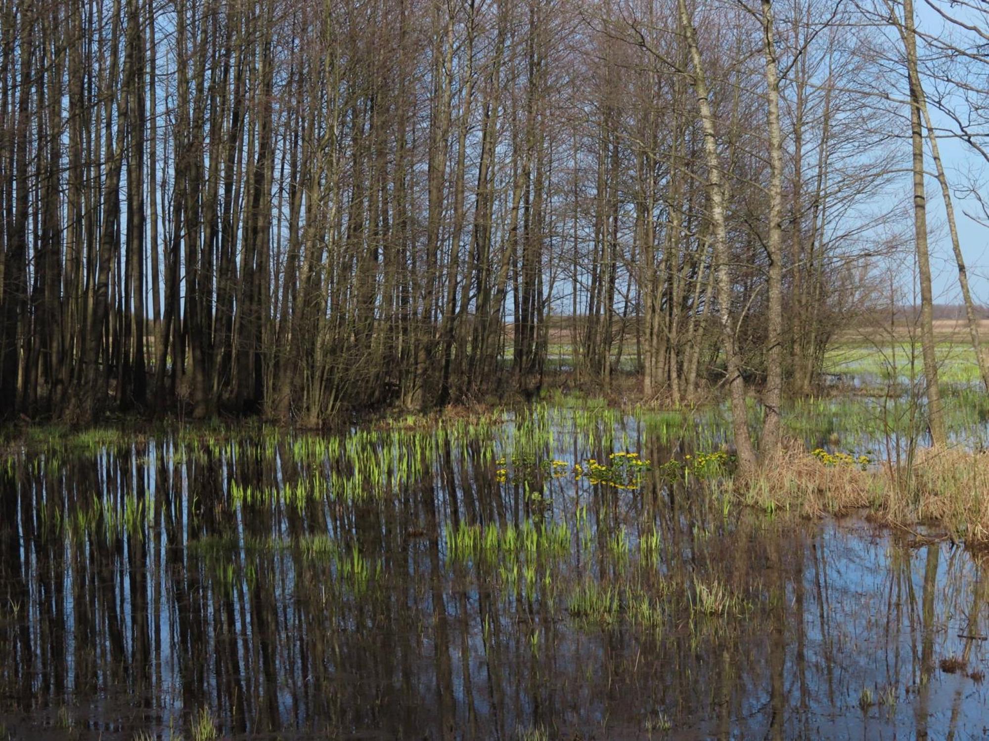 Noclegi nad Biebrzą Stara Szkoła Wrocen Zewnętrze zdjęcie