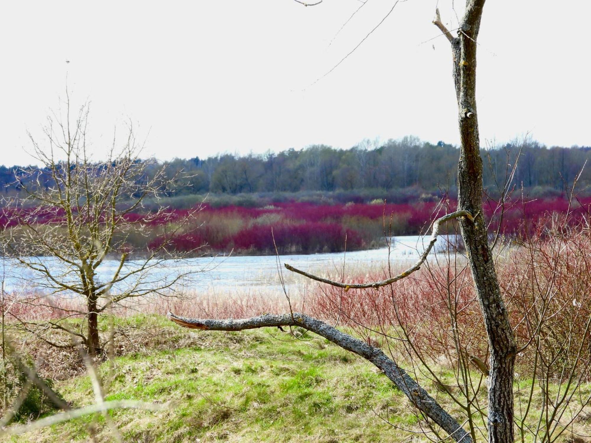 Noclegi nad Biebrzą Stara Szkoła Wrocen Zewnętrze zdjęcie